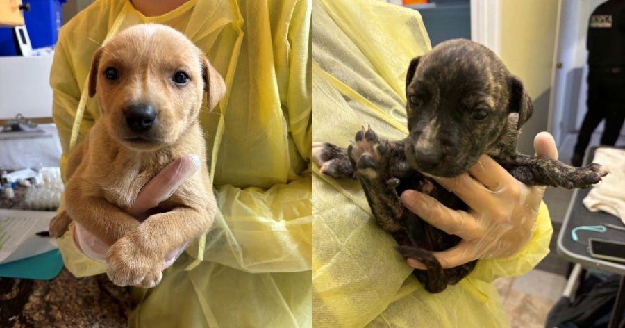 BC SPCA holding two neglected puppies in separate photos. The dogs are from two emaciated female American bulldog, Labrador retriever mix dogs.