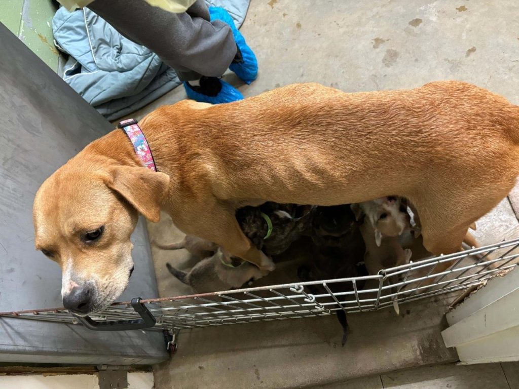 A emaciated female American bulldog, Labrador retriever attempting to feed multiple puppies behind gate. The dog's ribs clearly showing.