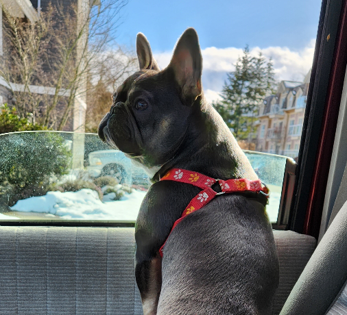 Family's French Bulldog killed at Vancouver Island campground
