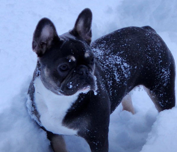A French Bulldog in the snow named Ocean.