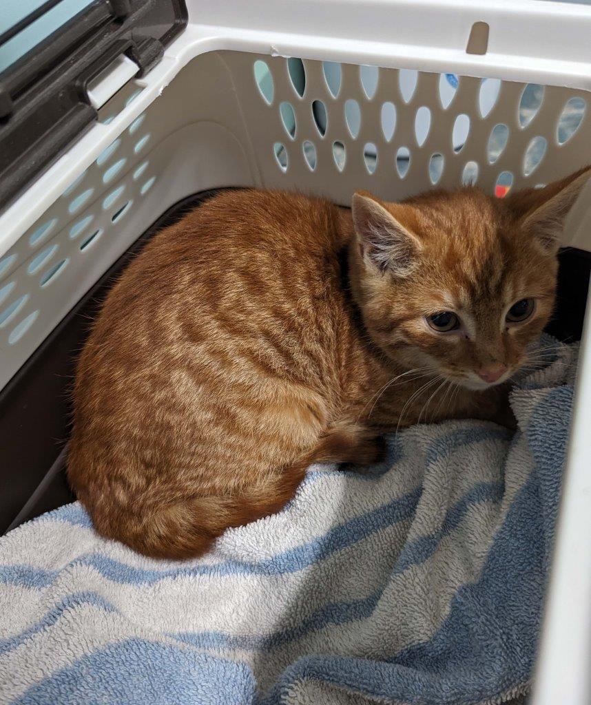 One of the cats seized by the BC SPCA from a property off of the coast of Vancouver Island. This cat and the other animals were found in a home described as being 'filled with feces, urine, and garbage."