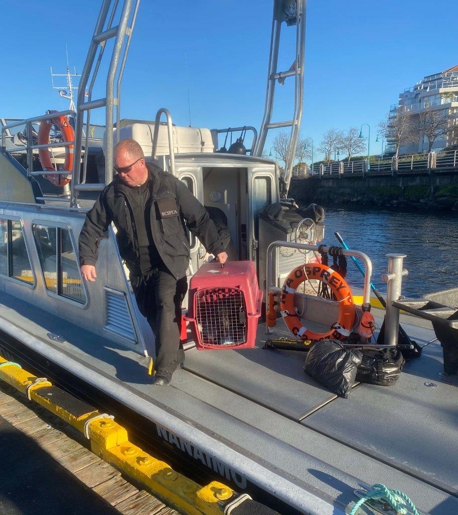 A crate carrying one of 44 animals seized by the BC SPCA is transported by boat.