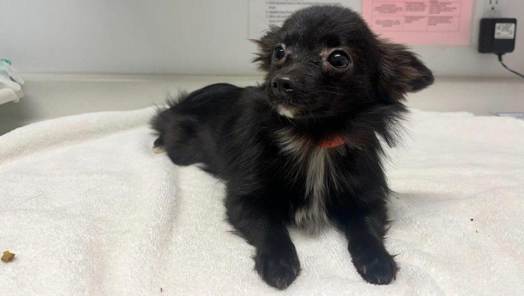 One of the 39 dogs seized by the BC SPCA from a property off of the coast of Vancouver Island. This dog and the other animals were found in a home described as being 'filled with feces, urine, and garbage."