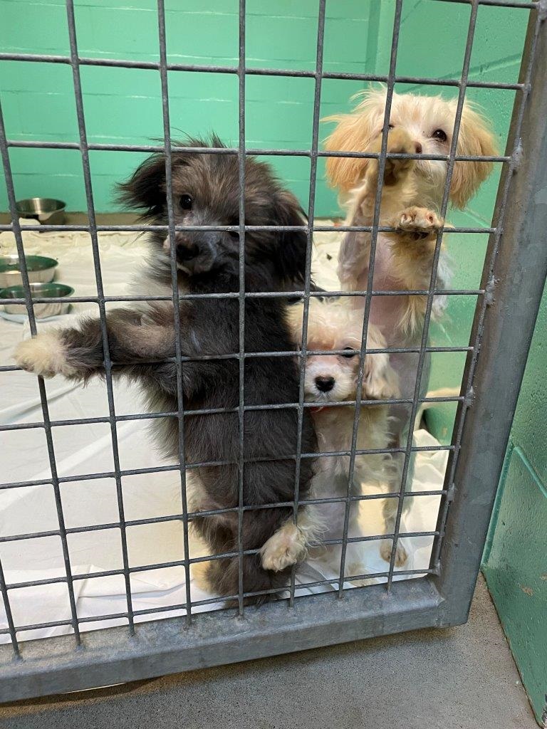 Puppies seized by the BC SPCA from a property off of the coast of Vancouver Island. These dogs and other animals were found in a home described as being 'filled with feces, urine, and garbage."