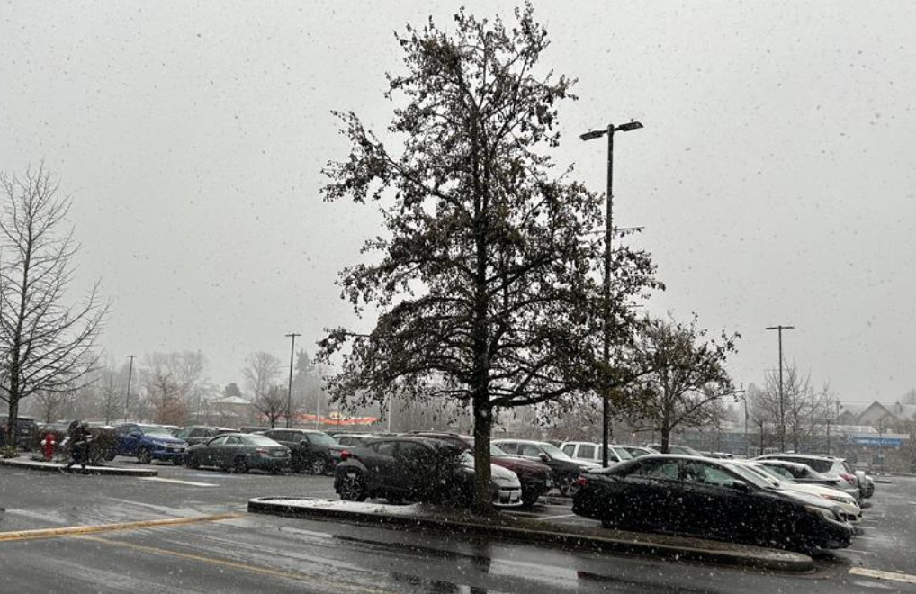 Snow falling in Surrey Saturday morning. The Metro Vancouver region could see up to 5 cm throughout the day.