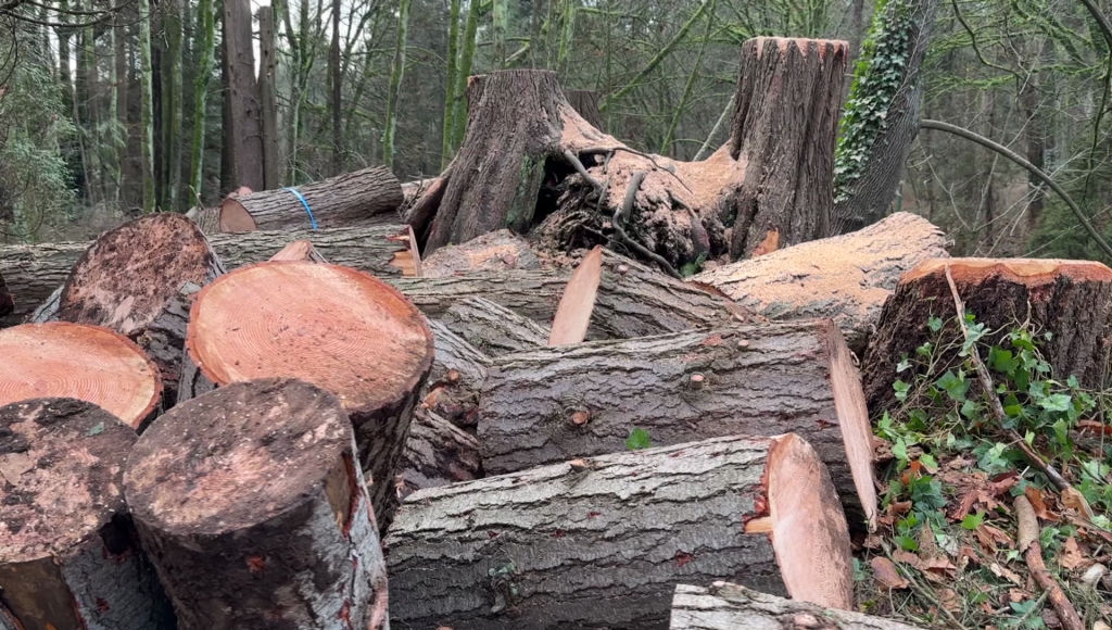 Despite pushback, Stanley Park tree removal necessary: Vancouver Park Board