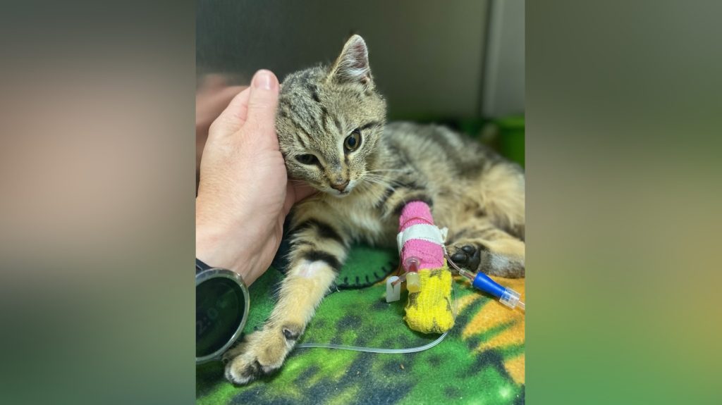 A kitten named Fergus after surgery to its leg. The BC SPCA is issuing a reminder after it was determined the six-month-old brown tabby may have been injured while "hiding or keeping warm in a car engine."