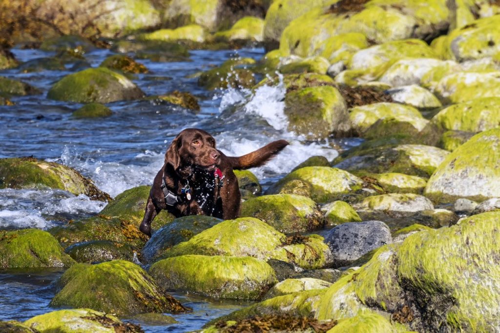 Pickle, a retired search dog in Campbell River, requires expensive medical imaging to diagnose an issue that arose after his career