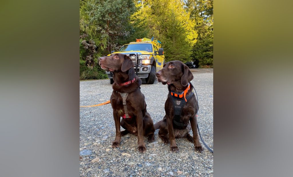 Search dogs Pickle and Hazel are pictured together.