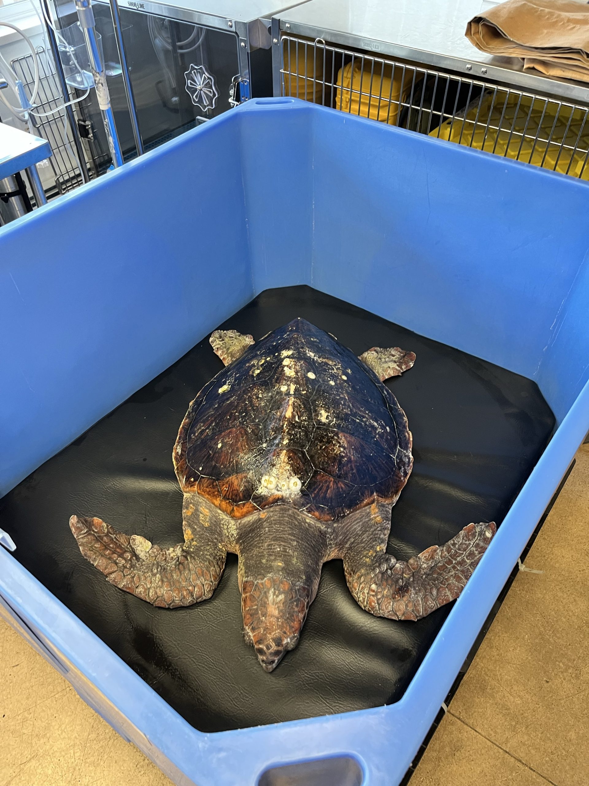 Turtle found in BC with hypothermia VanAqua