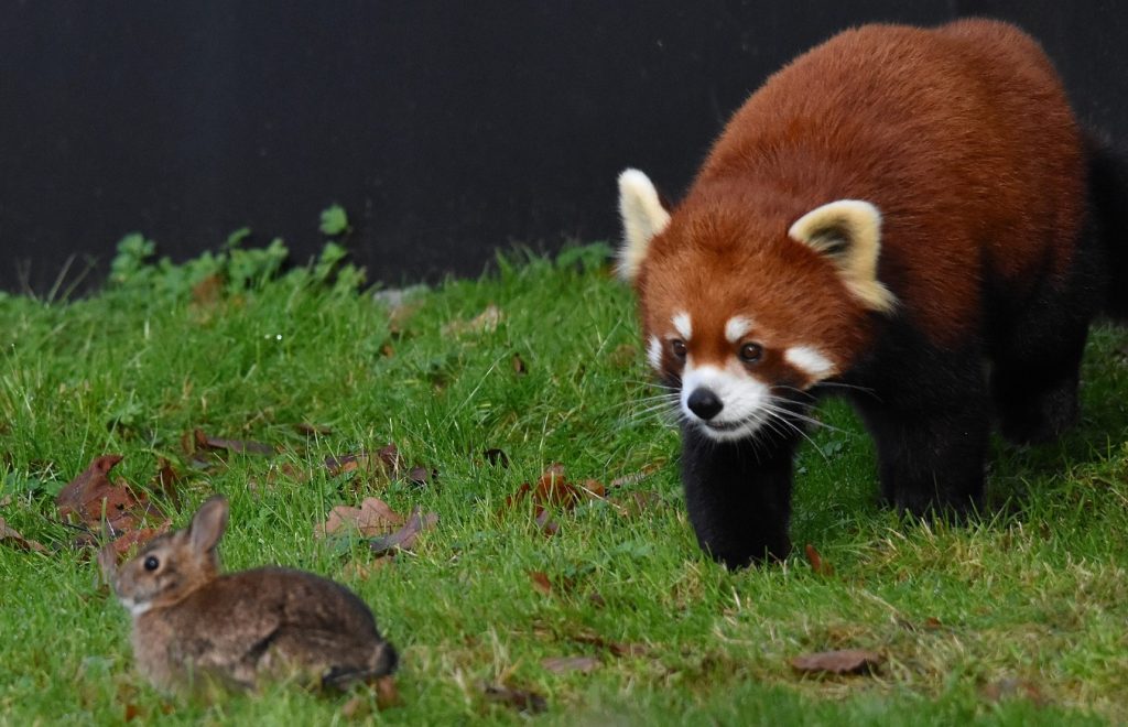 Arun the red panda stalks a rabbit.