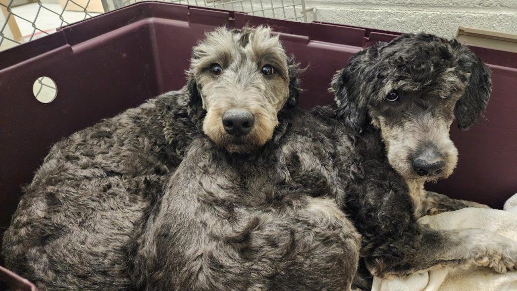 Dozens of dogs rescued after being 'treated as commodities': BC SPCA