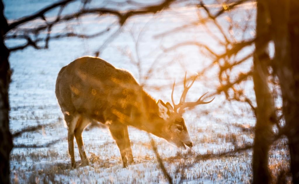 Expert asks B.C. residents to steer clear of deer during mating season