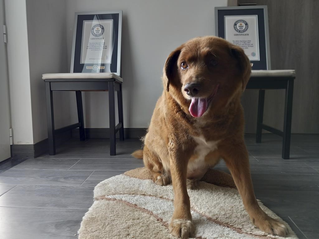 Guinness World Records annuls 'oldest dog ever' title for a dead Portuguese canine after an inquiry