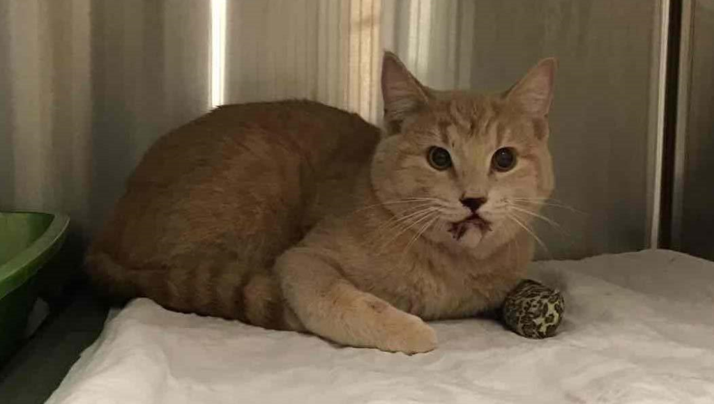 A stray cat, now named Nemo, has used up one of its lives after the BC SPCA says it was likely hit by a car in Burnaby this week.