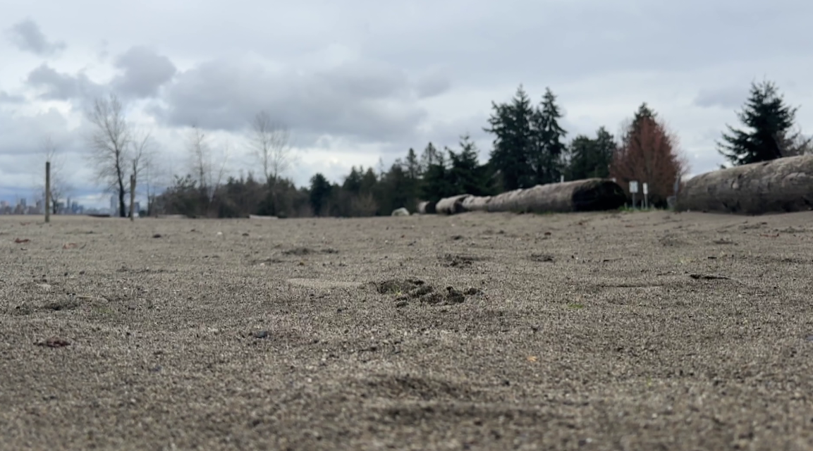 Park board returns Spanish Banks court space to volleyball league