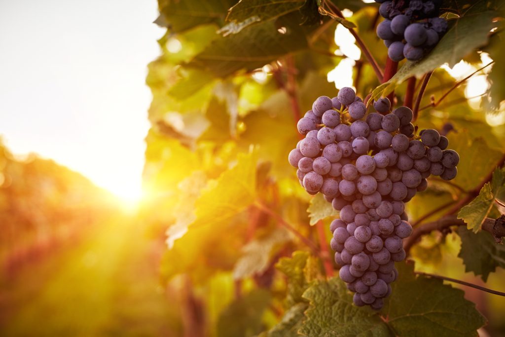 A stock image of grapes growing on the vine.