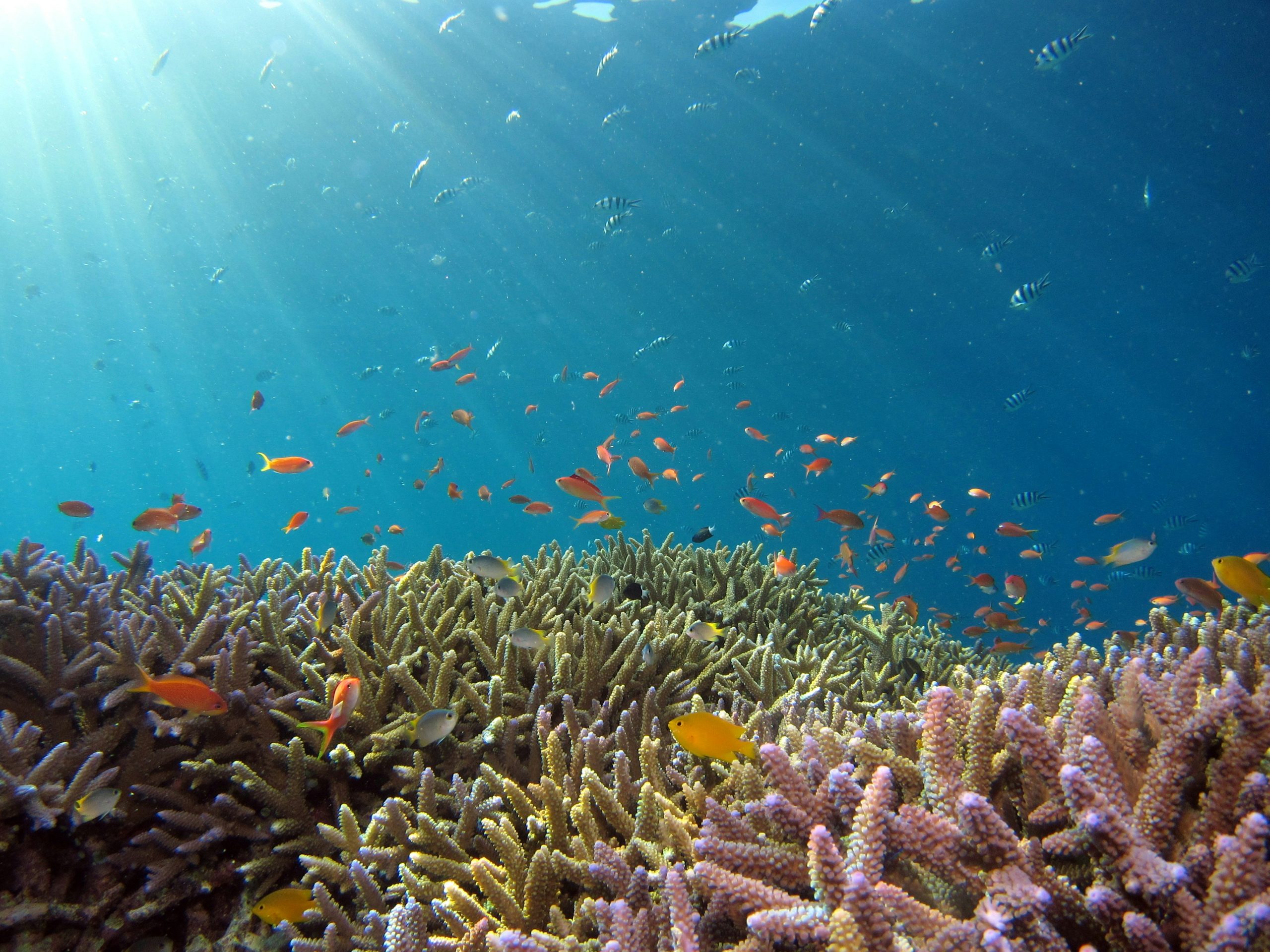 How Deep-Sea Coral Reefs Protect Marine Biodiversity