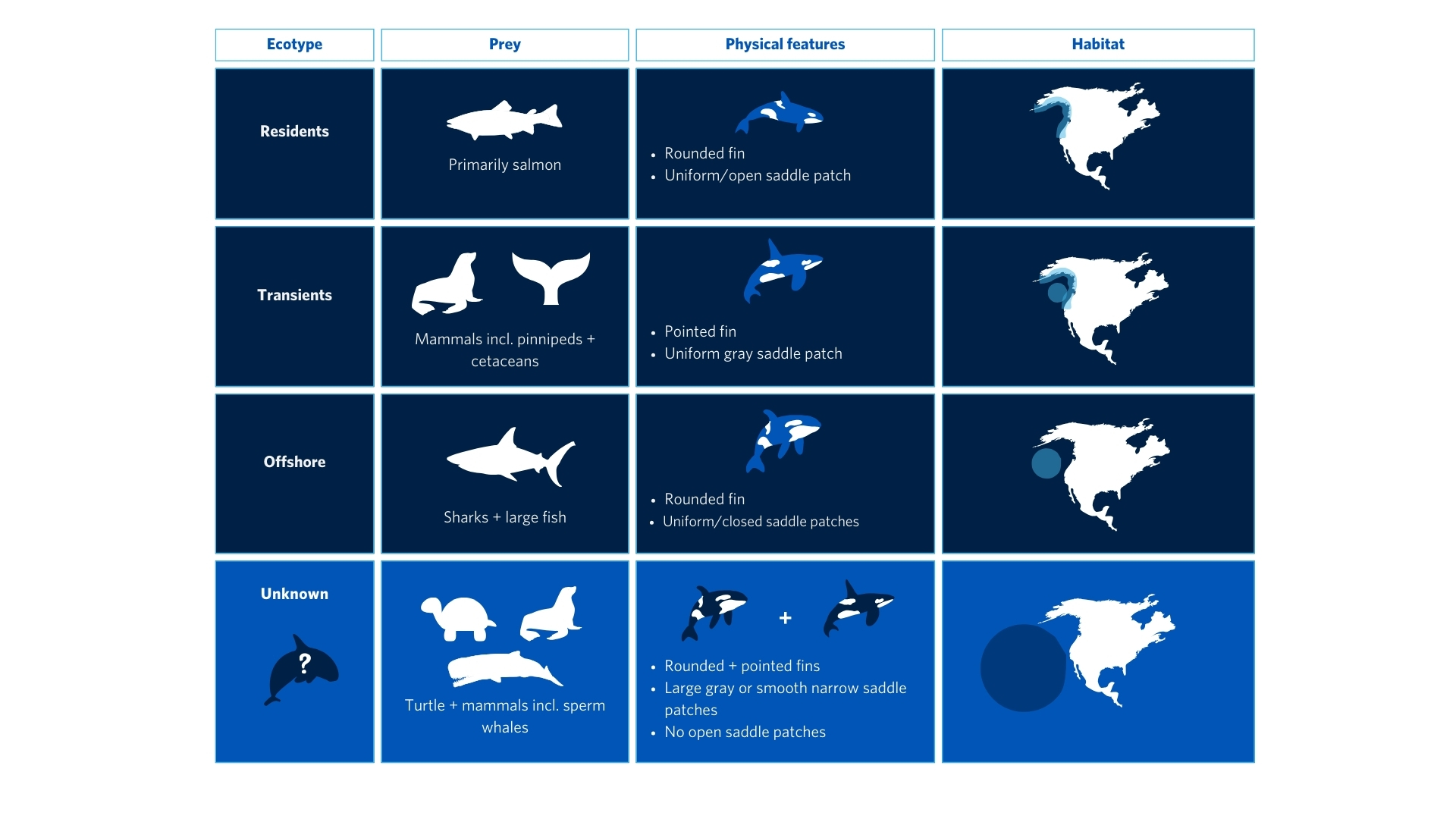 A graphic details the differences between the orca ecotypes that are found off the western U.S. coast