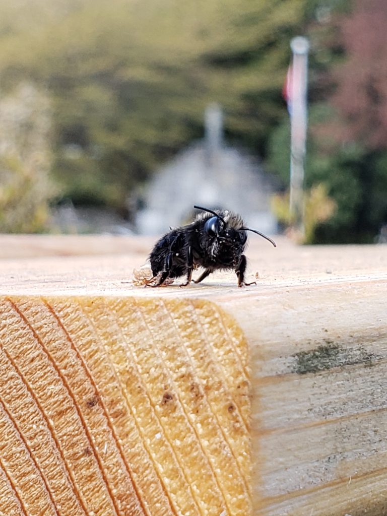 A closeup of a mason bee.