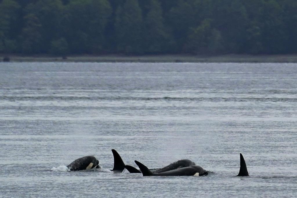 A group of Bigg's killer whales swims together as seen from a Pacific Whale Watch Association vessel on May 4, 2022, near Whidbey Island in Washington state.