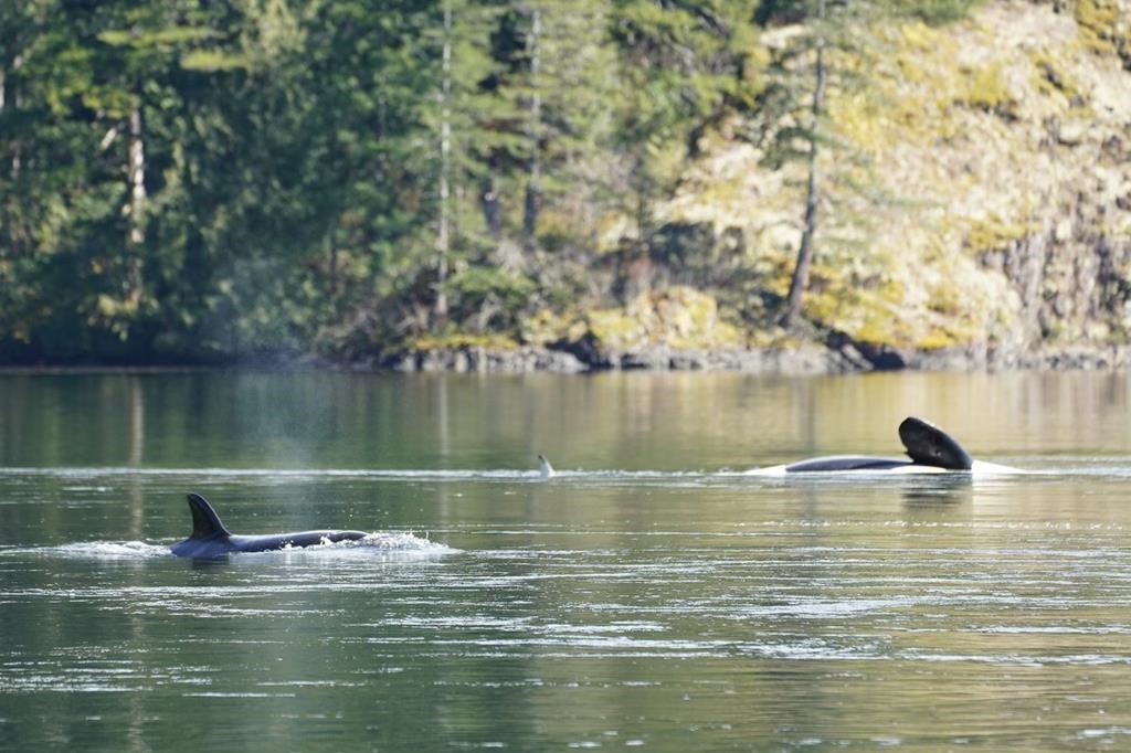 Killer whale rescue team puts boats back in lagoon in effort to entice calf to ocean