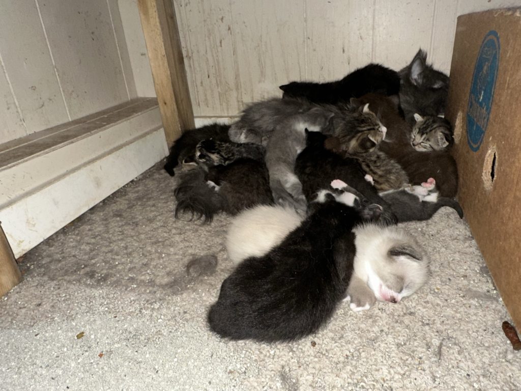 Several of the 200-plus cats and kittens living at a Houston home. The BC SPCA says it received a call for help from the owner.