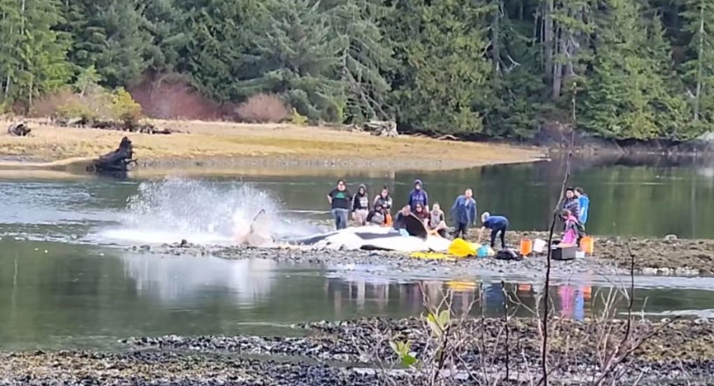 A mother orca has died after getting stuck on a beach on Vancouver Island.