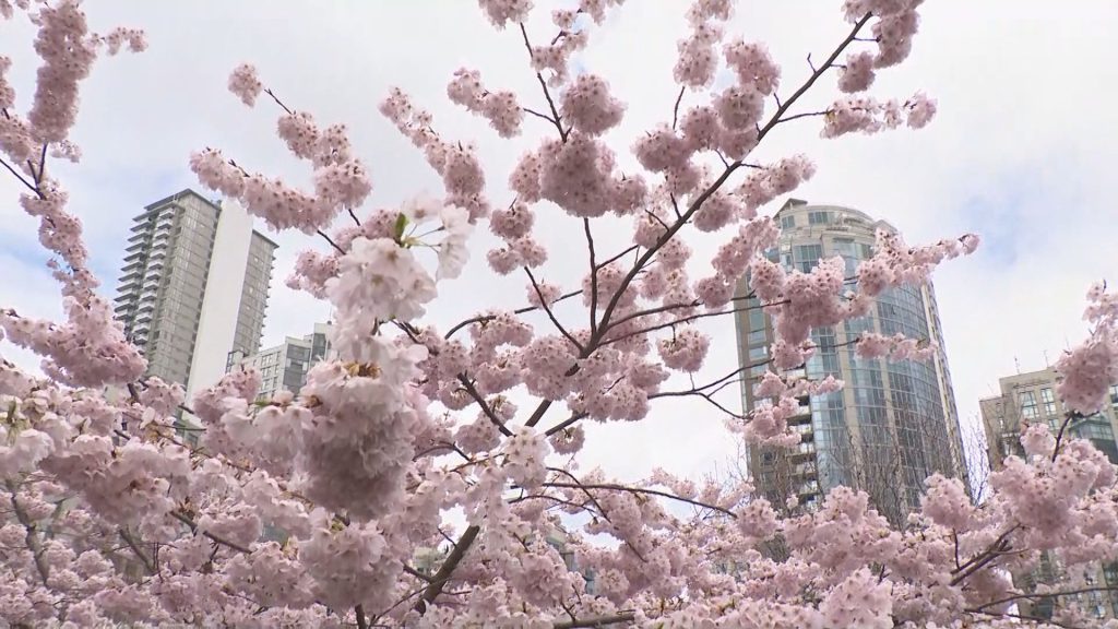 Cherry Blossoms as seen in David Lam Park in Vancouver