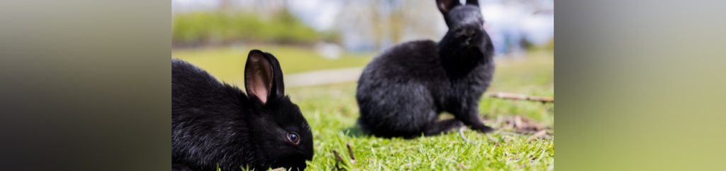 Interacting with feral rabbits poses health threats, park board says
