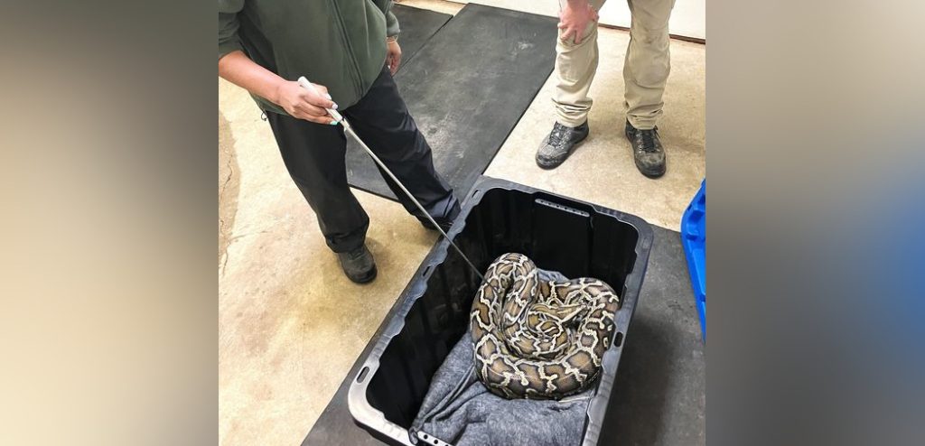 Nine-foot python seized from Chilliwack home: BCCOS