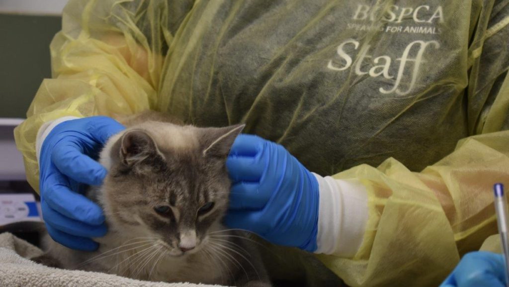 A cat receives care from a BC SPCA member. The cat was among more than 200 living at a property in Houston, B.C.