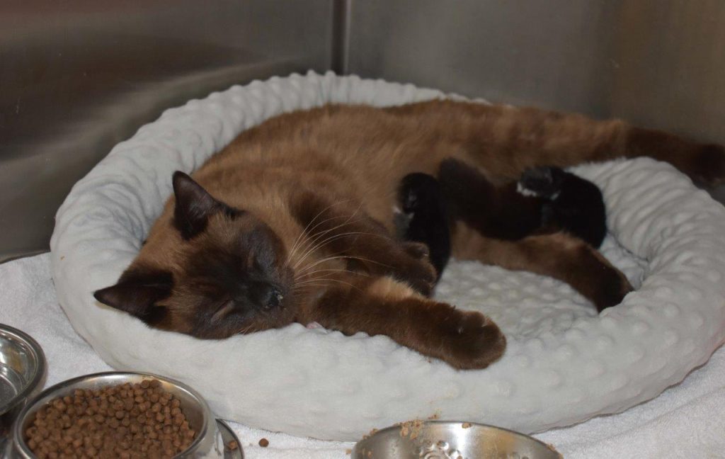 A mother cat nurses several kittens. The cats were living at a property in Houston, B.C., with more than 200 other felines.