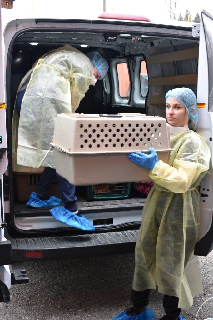 Members of BC SPCA remove a carrier with cats taken from a property in Houston B.C., where more than 200 cats had been living.