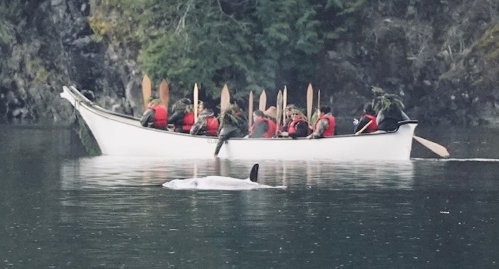 An orca calf swims alongside a boat in a lagoon near Zabellos. Two-year-old kʷiisaḥiʔis has been trapped in the area since her mother died in March 2024. 