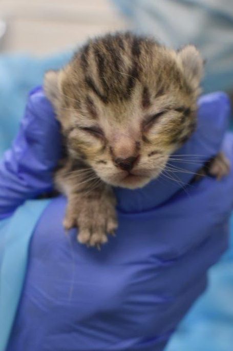 A kitten -- one of 200+ cats that had been living at a Houston, B.C., property -- in the care of the BC SPCA.