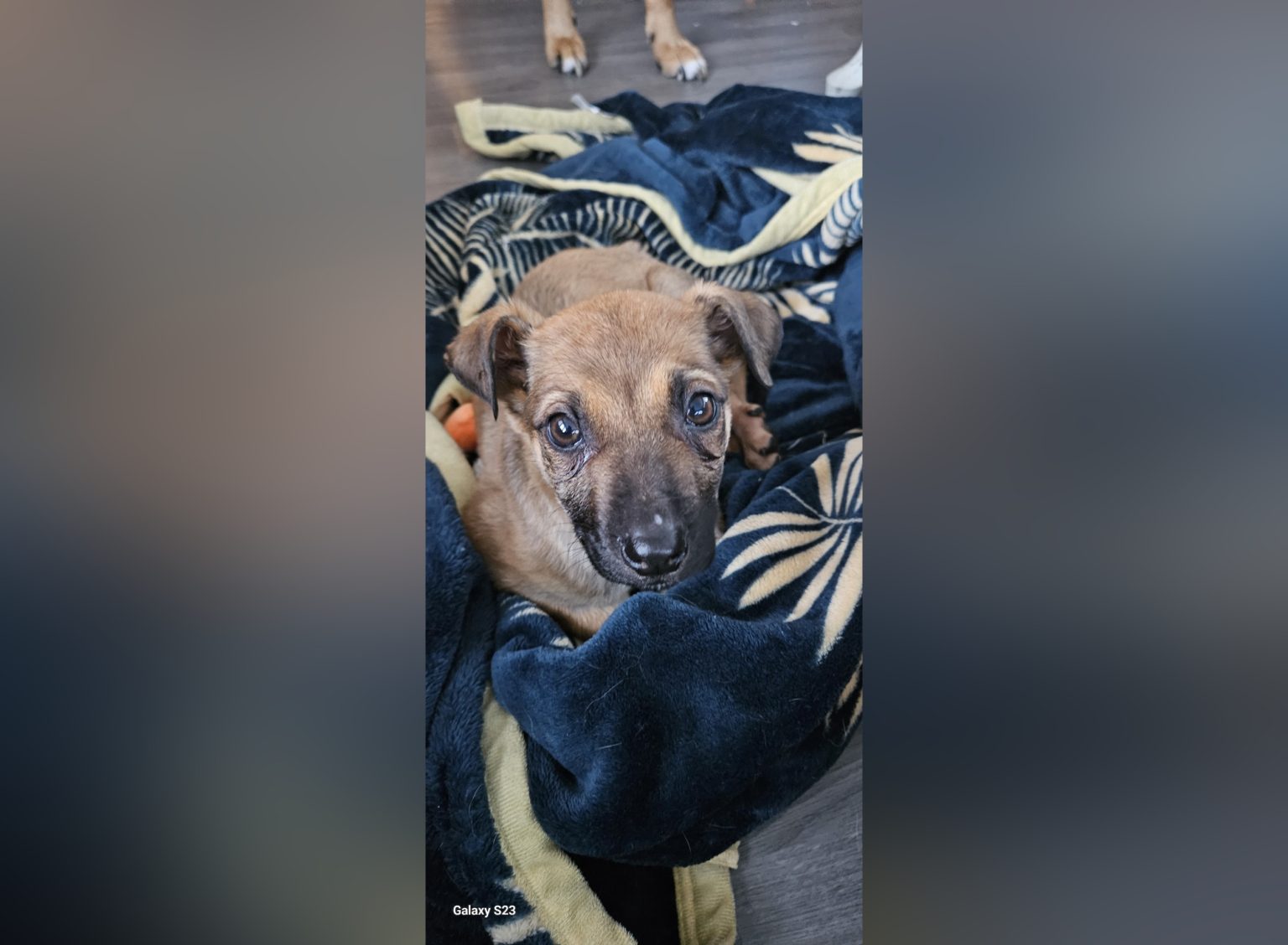 BC SPCA raises funds for puppy with rocks in stomach