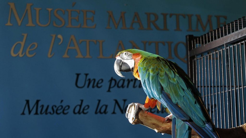 Depressed since pandemic, Halifax-based parrot coming to Ontario to make new friends