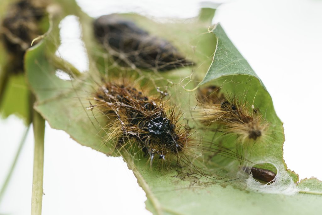 B.C. to spray against spongy moths in Lower Mainland