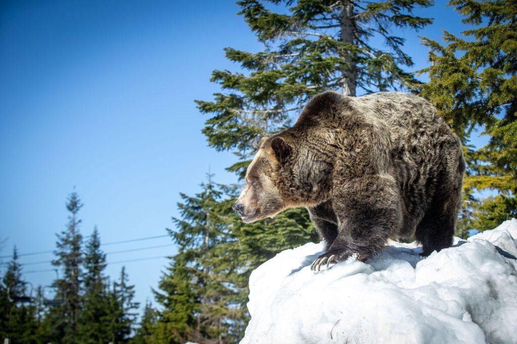 Grinder, one of Grouse Mountain's resident grizzly bears, on April 19, 2024, after his winter hibernation