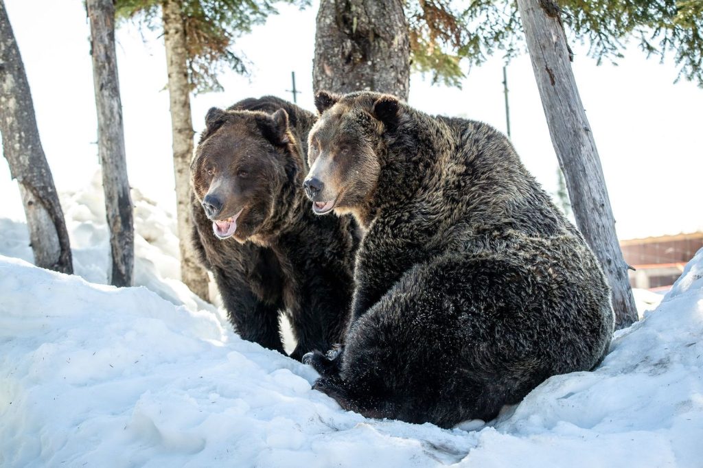 Grouse Mountain's two grizzly bears, Grinder and Coola, after emerging from their den at the end of the winter hibernation on April 19, 2024