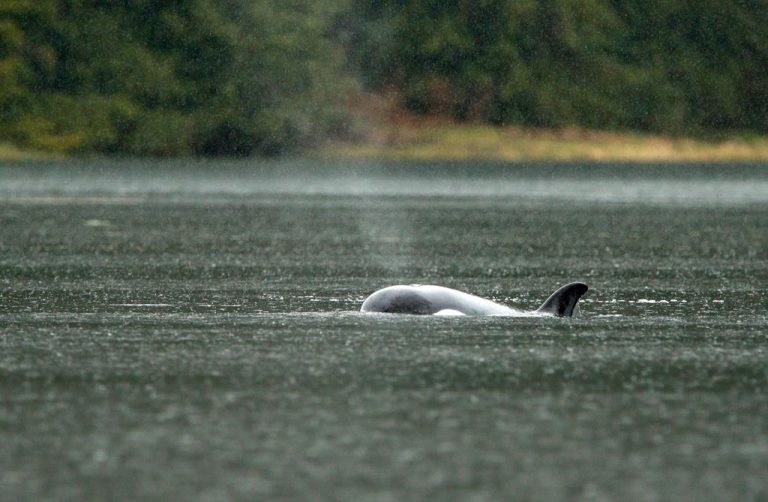 Trapped B.C. orca calf doesn't appear emaciated: DFO