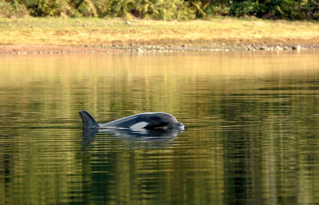 Rescue efforts delayed after orca calf starts eating seal meat, says DFO