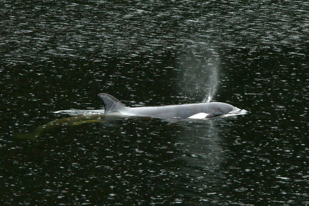 Attempt to rescue orca calf kʷiisaḥiʔis from B.C. lagoon begins