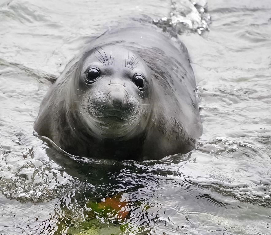 Elephant seal Emerson is back in Victoria, defying relocation by swimming 200 km