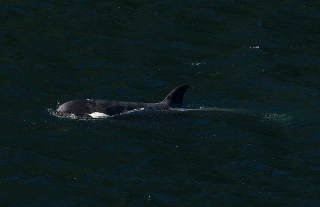 Ehattesaht First Nation asks boats to leave orca calf alone