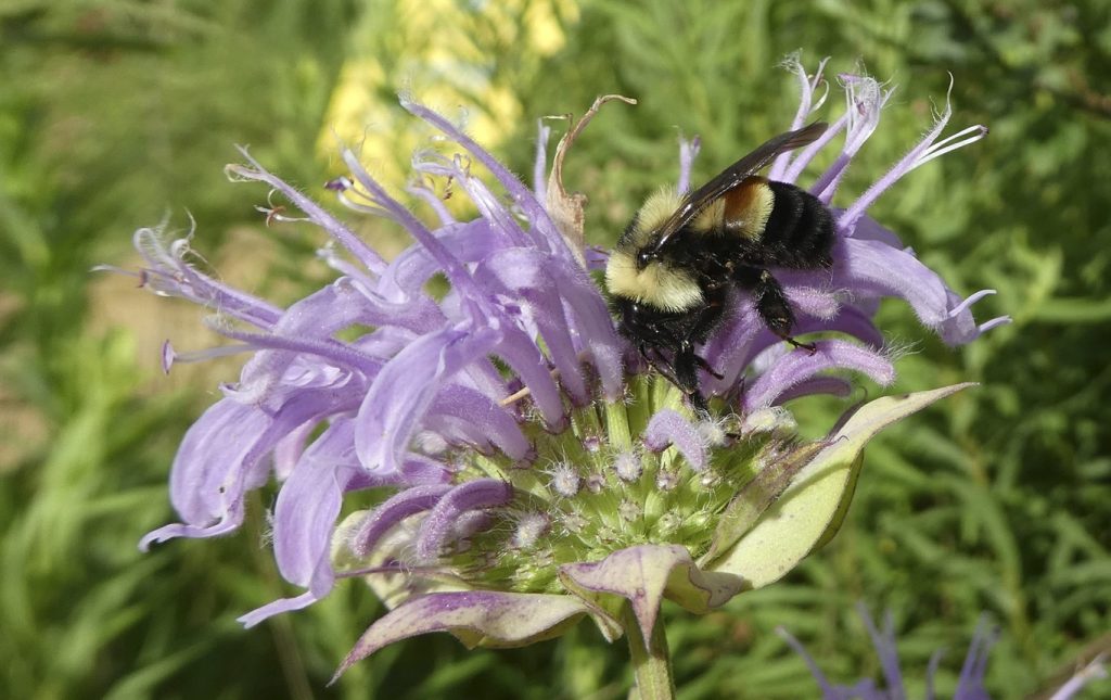 Non-native bumblebees threaten B.C. wildlife: UBC biologists