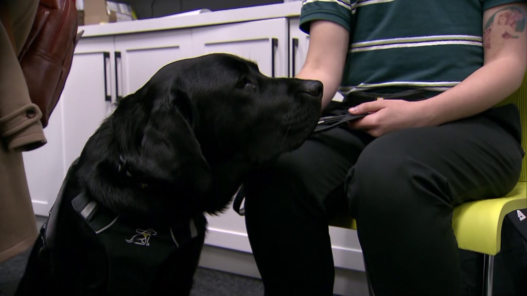 Jazz the guide dog graduated at a ceremony in New Westminste