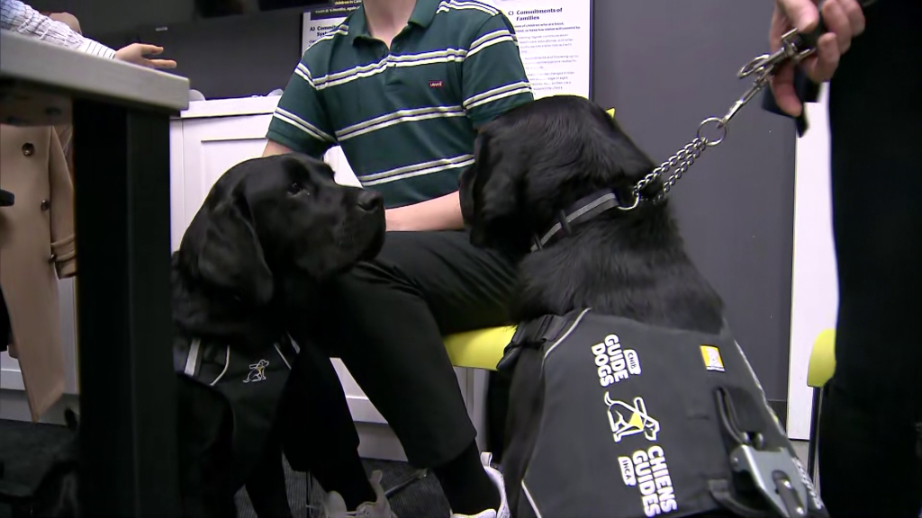 Jazz the guide dog graduated at a ceremony in New Westminste