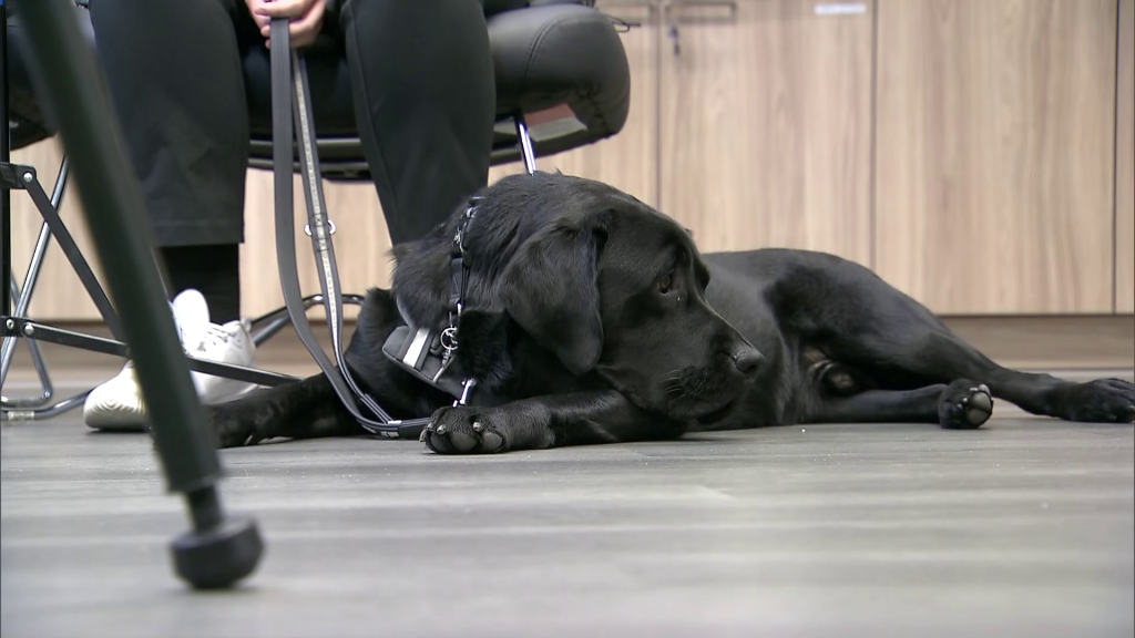 Jazz the guide dog graduated at a ceremony in New Westminste